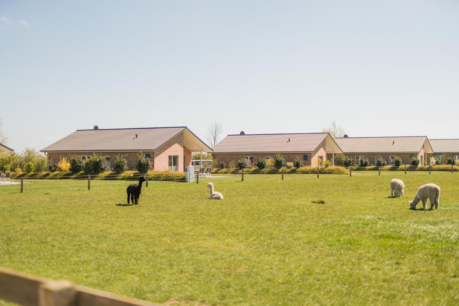 Buedlfarm - Der Familien-Erlebnishof In Strandnaehe Fehmarn Kültér fotó