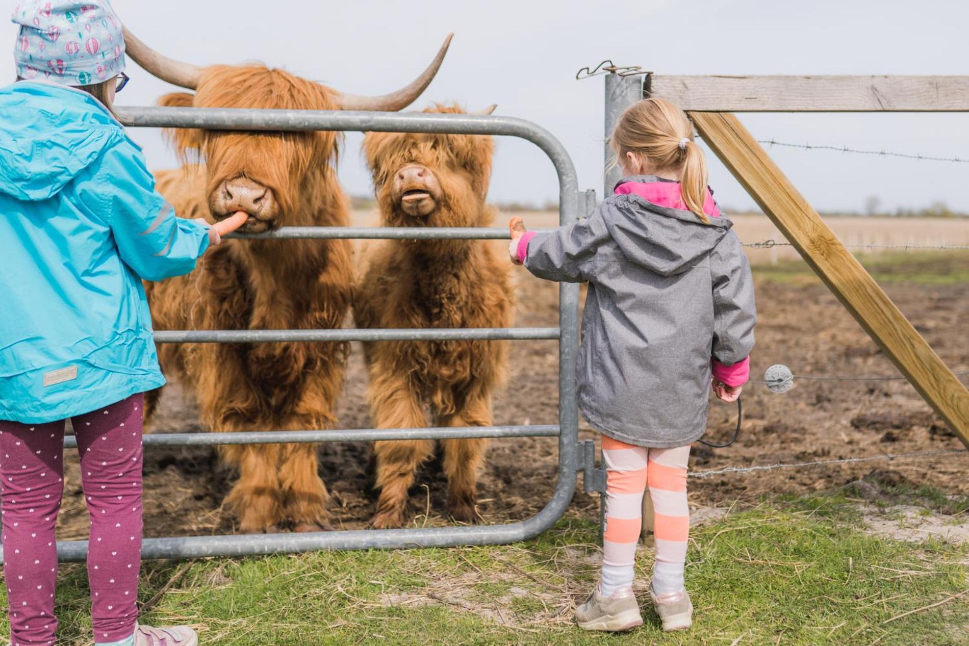 Buedlfarm - Der Familien-Erlebnishof In Strandnaehe Fehmarn Kültér fotó